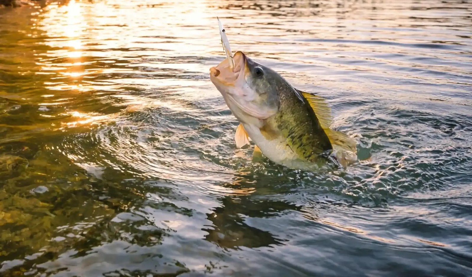 On the Neely Henry Lake, photographed by Guntersville Fishing Guide