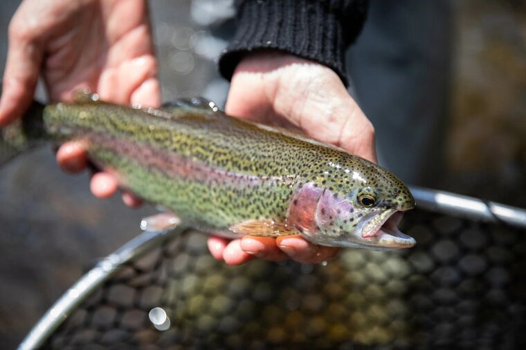 A rainbow trout held over the net on a guided river trip