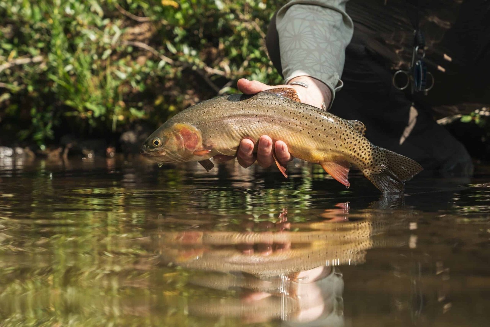 A guide working with a client on the water, photographed by Heads Up Fly Fishing in CO