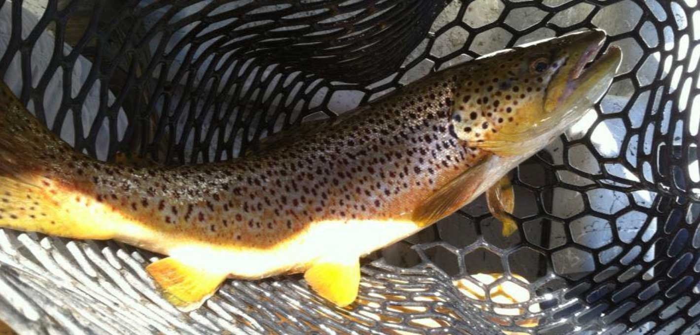 High Plains Fly Fishing on the water in Wyoming