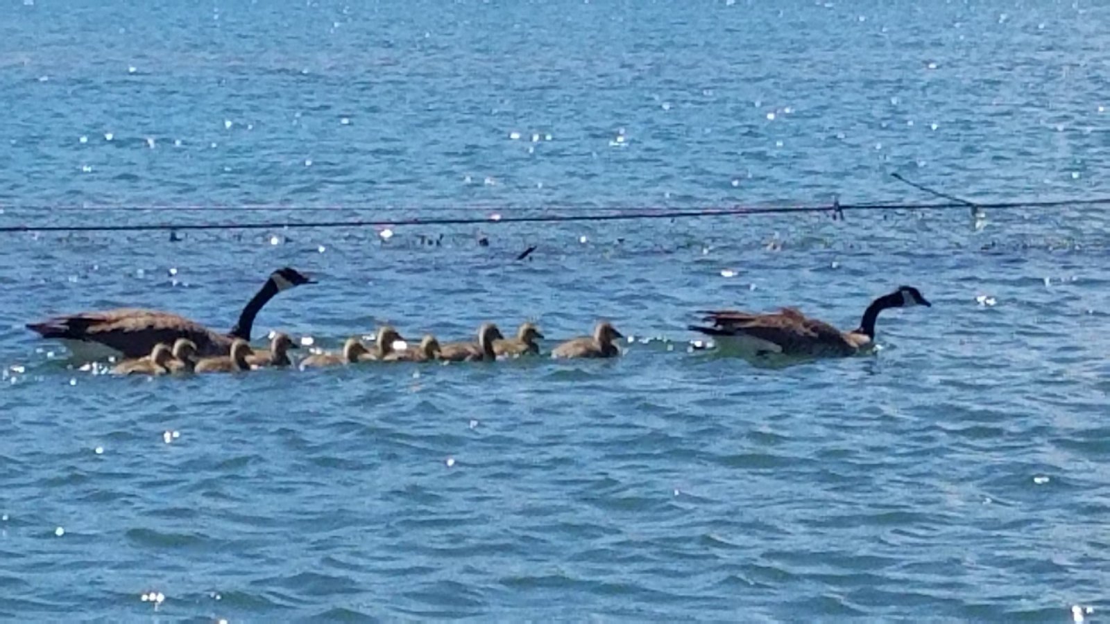 On the Sacramento River, photographed by Hookem Hecky's Guide Service