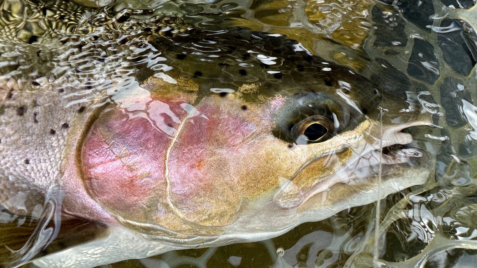 On the Lower Rogue River, photographed by Humble Heron Fly Fishing