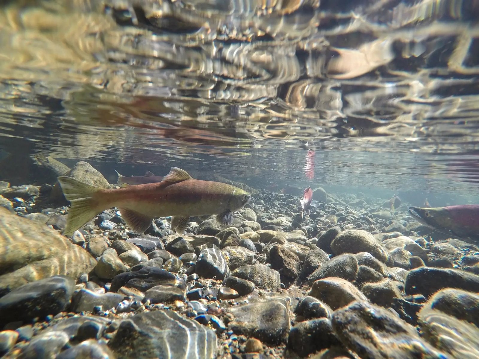A guide working with a client on the water, photographed by Intricate Bay Lodge in AK