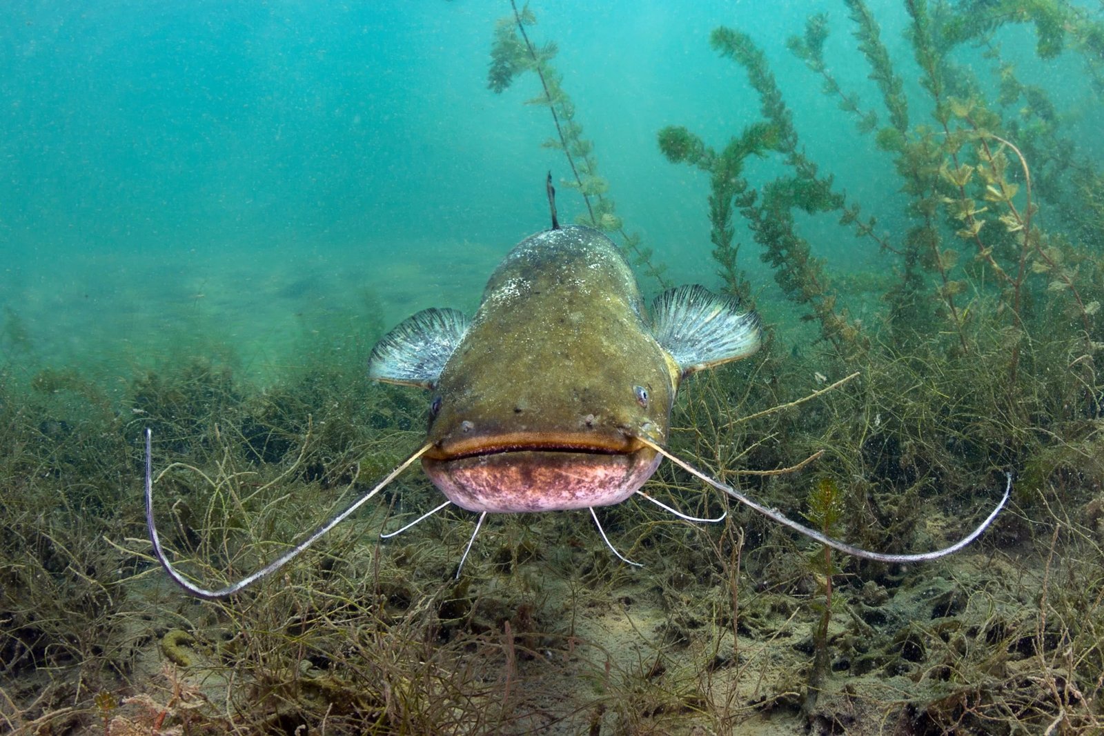 JignPig Guide Service on Sandusky Bay