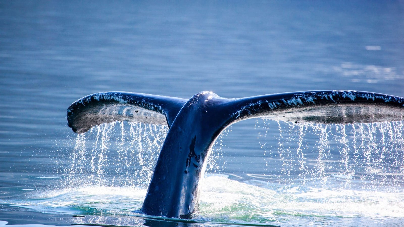 A guide working with a client on the water, photographed by Juneau Sport Fishing in AK