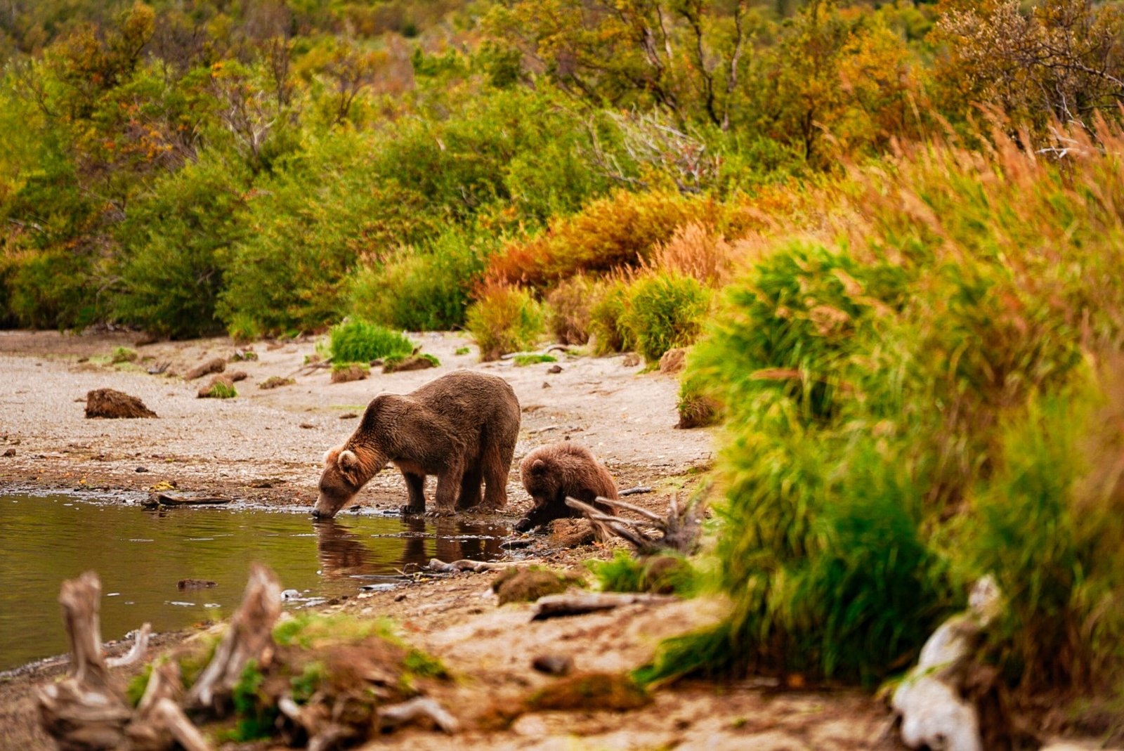 Katmai Trophy Lodge on the water in Alaska