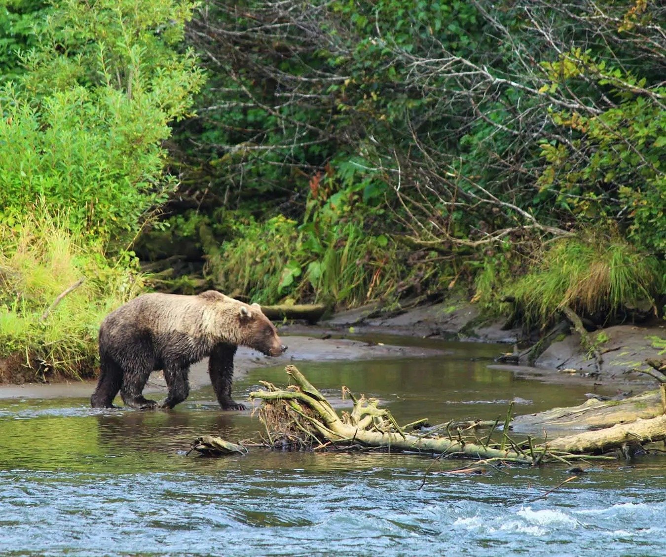 A guide working with a client on the water, photographed by Kenai Fishing Company in AK