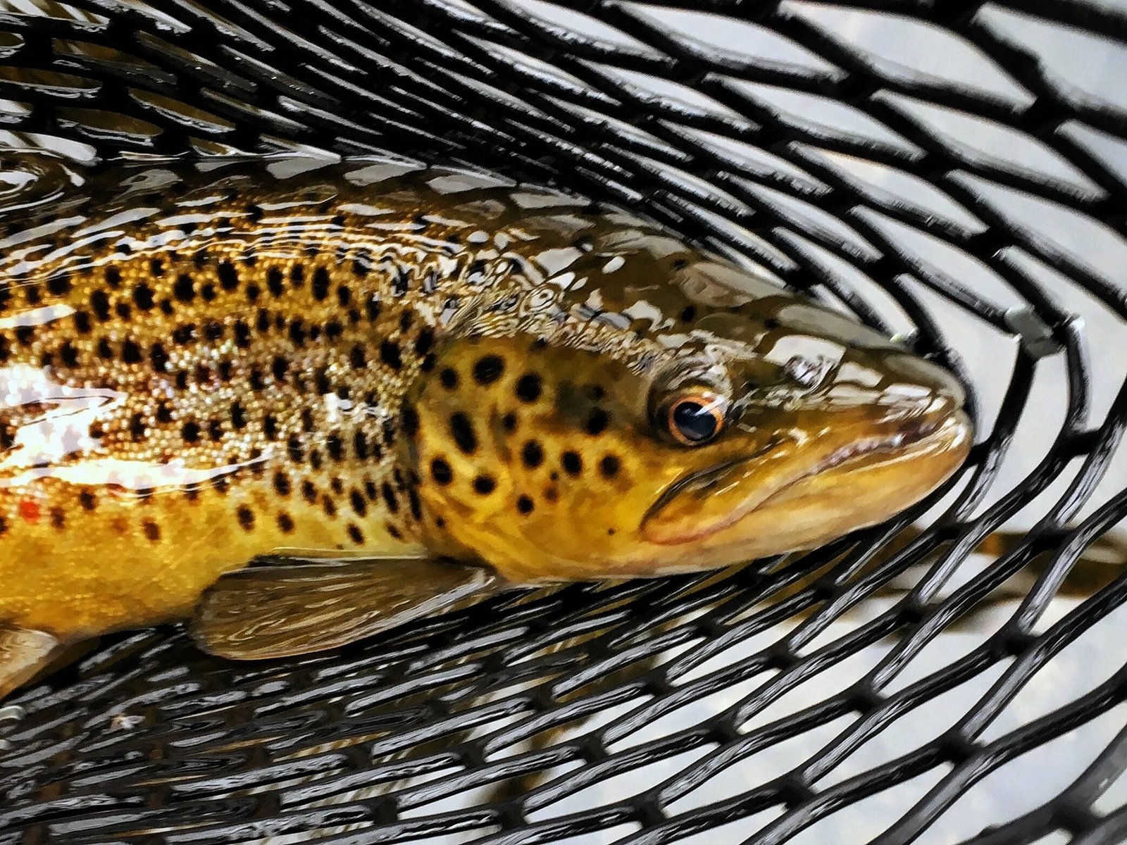 On the Dead River, photographed by Kingfisher River Guides
