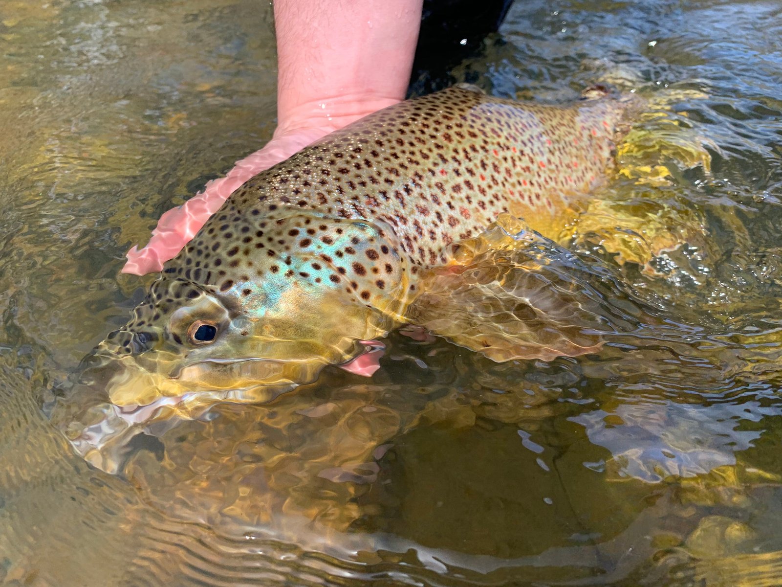 An on-the-water scene from a working guide operation, photographed by Lazy Bear Outfitters in MT