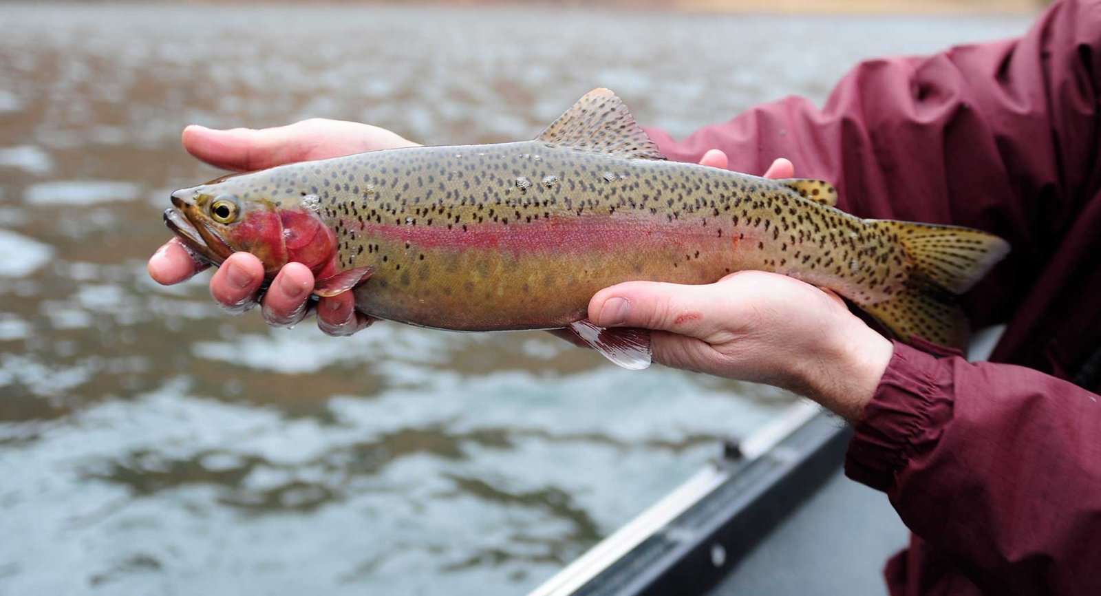 The unglamorous middle of a guided trip, photographed by Lees Ferry Anglers in AZ