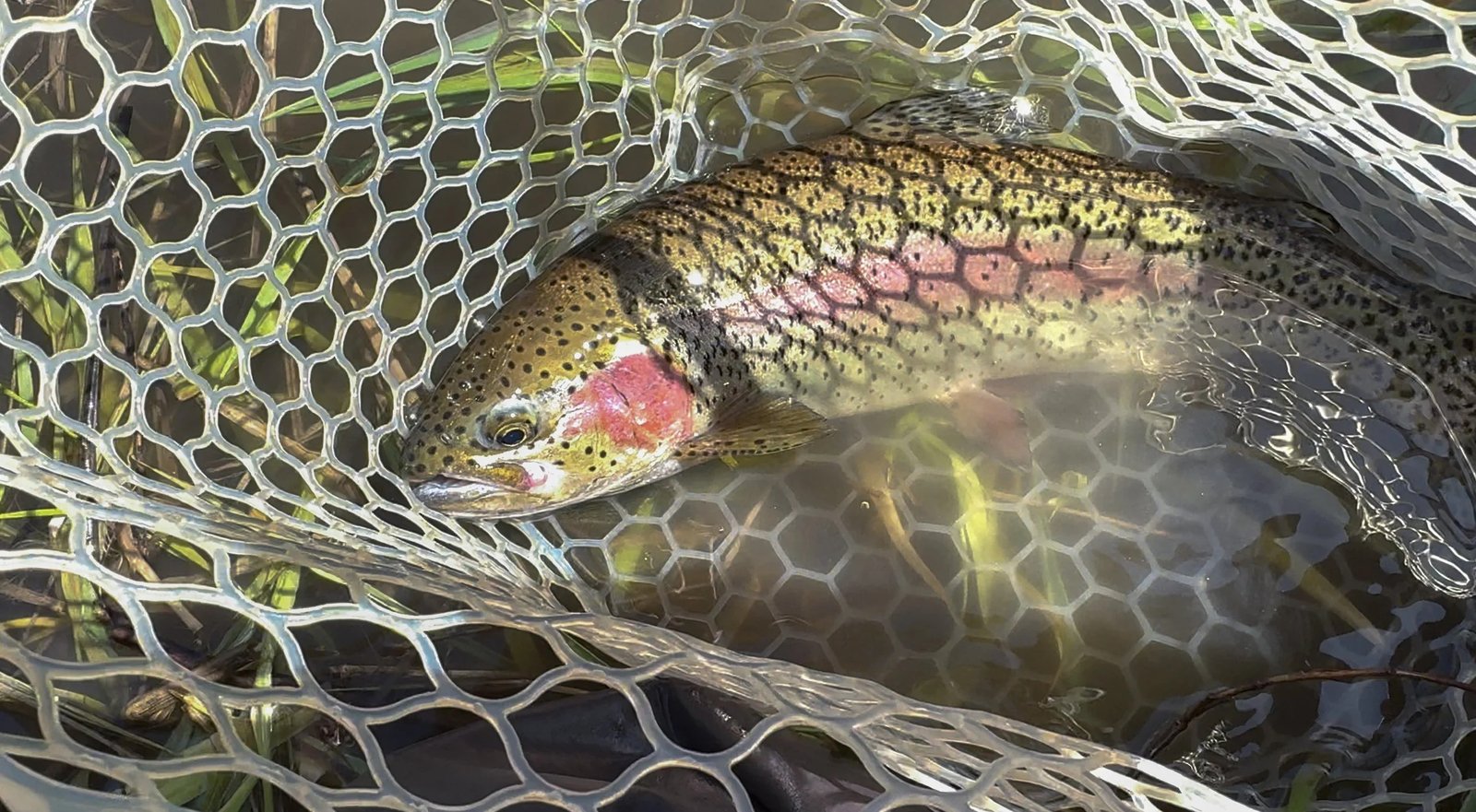 On the North Yuba River, photographed by Lost Sierra Fly Guide