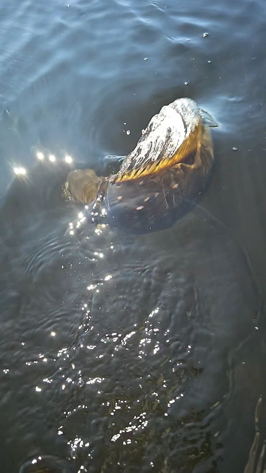 The working end of a guided day, photographed by Maine Fishing Adventures in ME