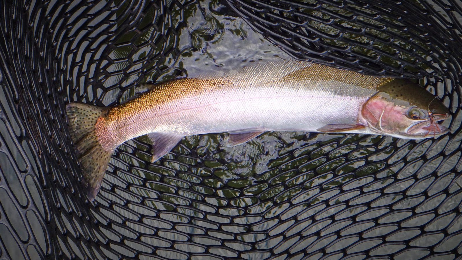 A guide working with a client on the water, photographed by Marble Mountain Ranch in CA