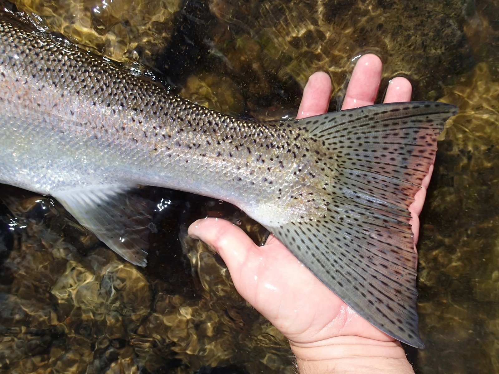 March Brown Guide Service LLC on the water in Oregon