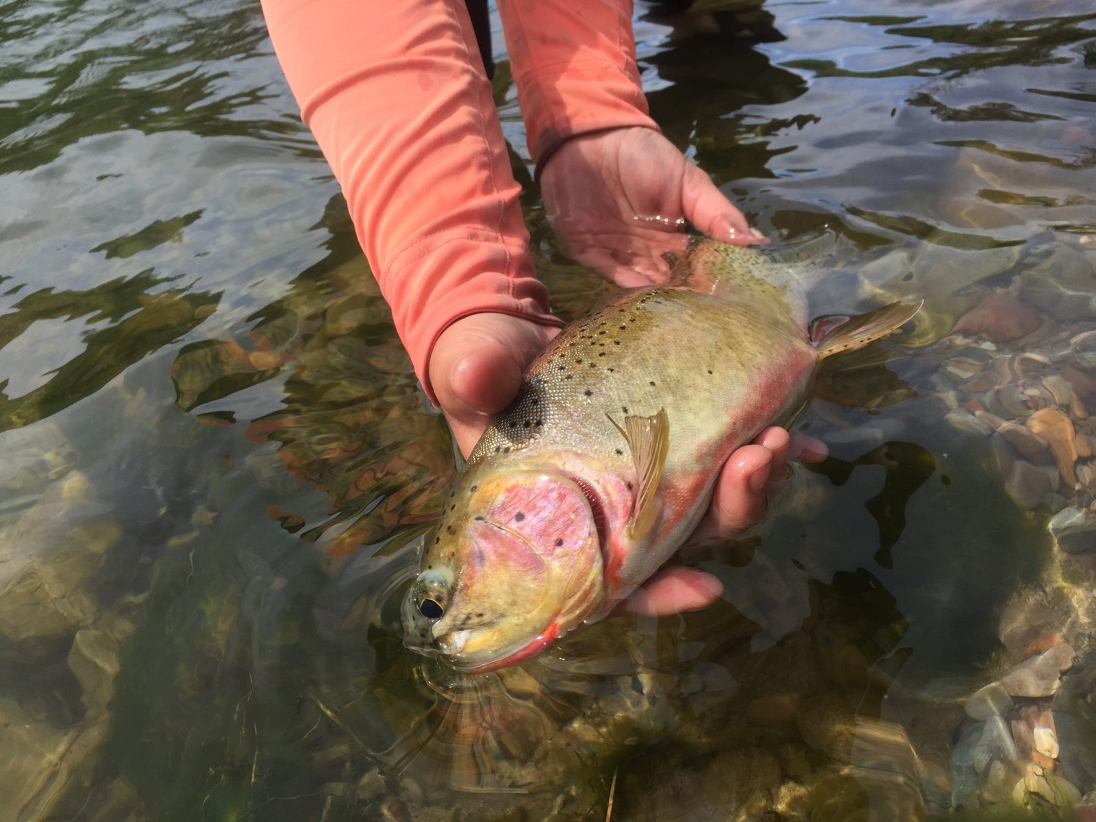 Missoula on the Fly on the water in Montana