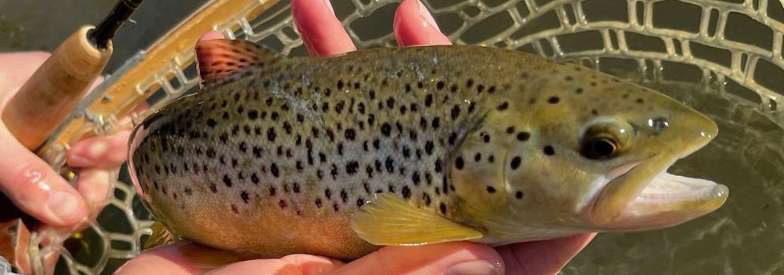 On the Clear Fork of the Mohican River, photographed by Mohican Fly Fishing Guide Services LLC