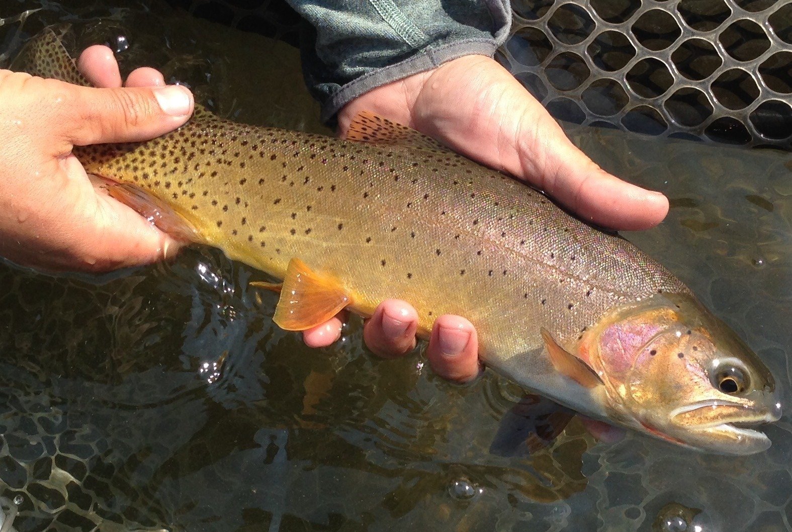 The working end of a guided day, photographed by Montana Guided Fly Fishing in MT