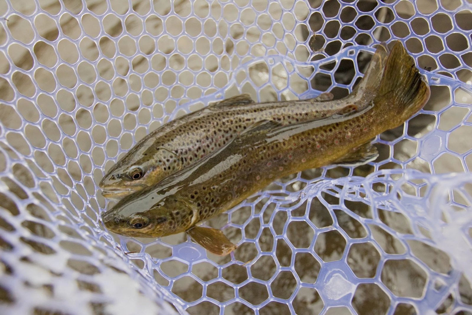 A guide's day in progress, photographed by Music City Anglers in TN