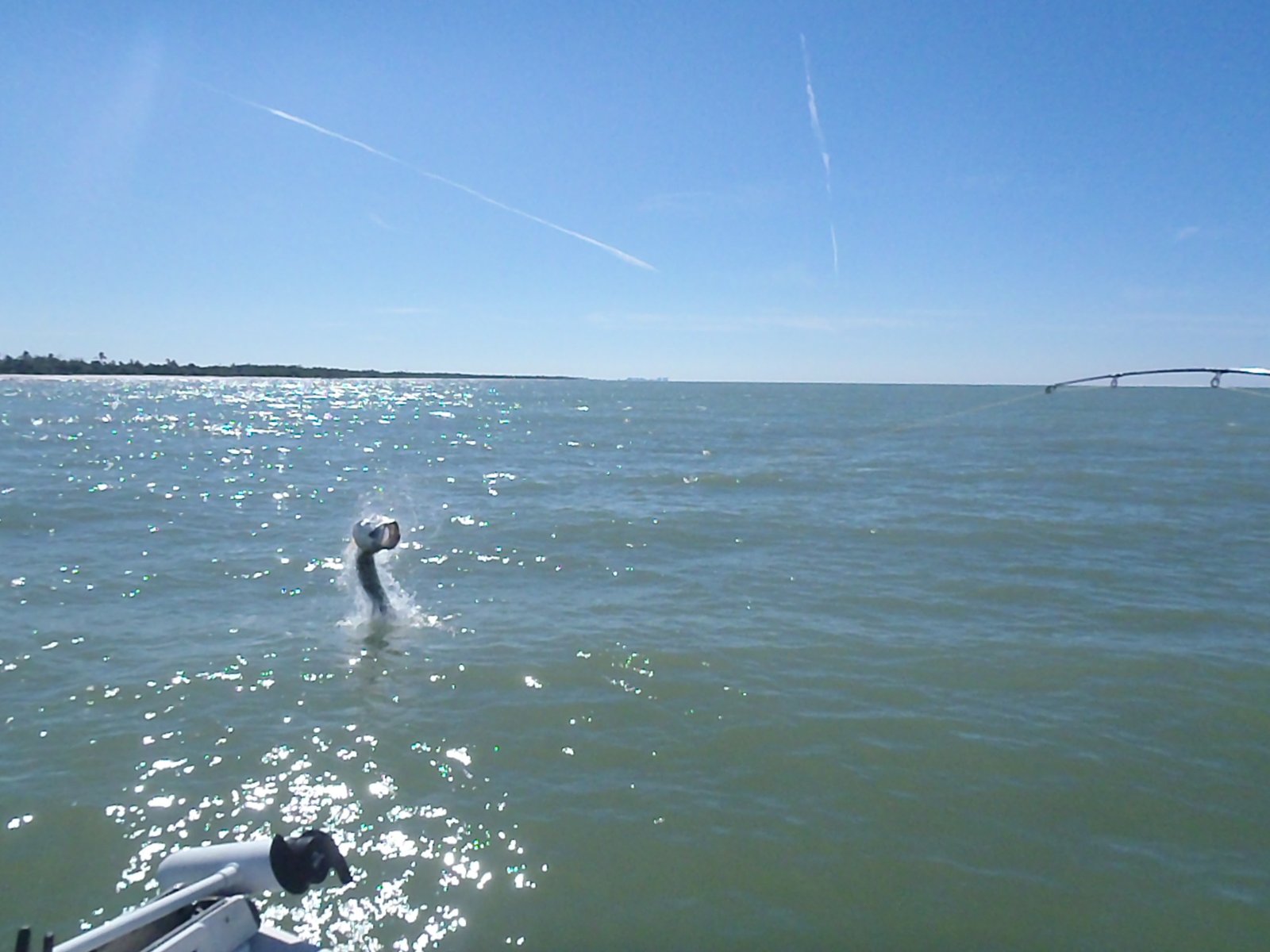 On the Naples, photographed by Naples Saltwater Fishing