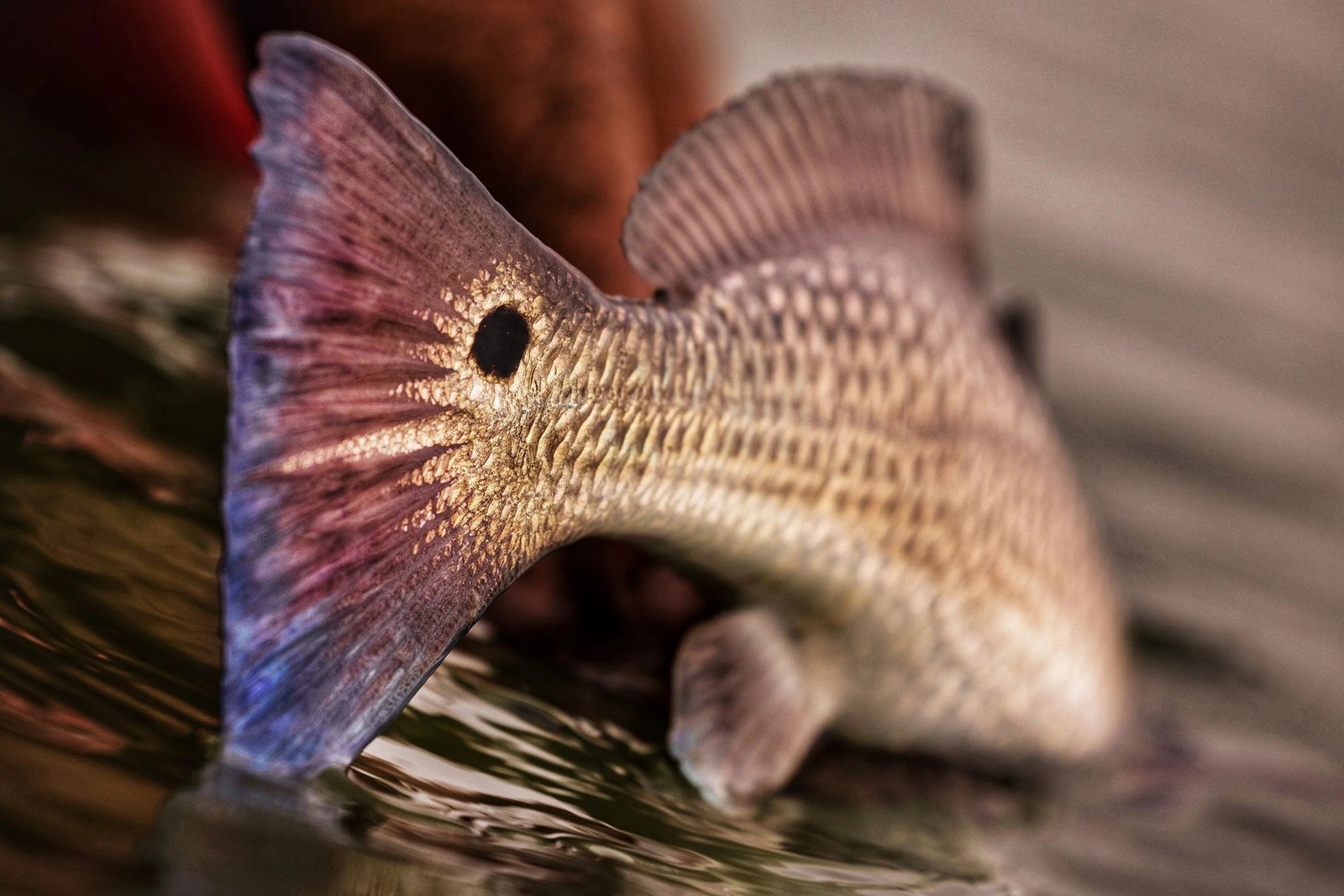 Port Aransas Fly Fishing on the water in Texas