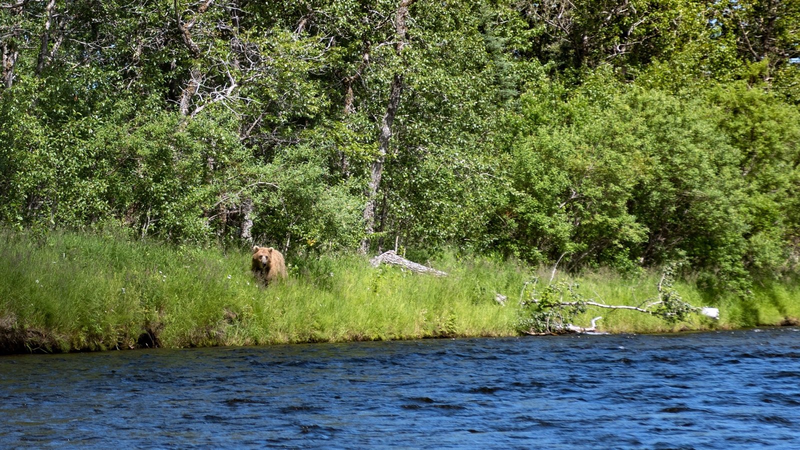 Rapids Camp Lodge on Bristol Bay watershed