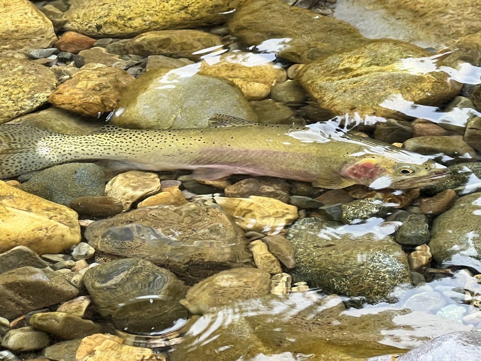 R.R. 406 Fly Fishing Guides on Clark Fork River