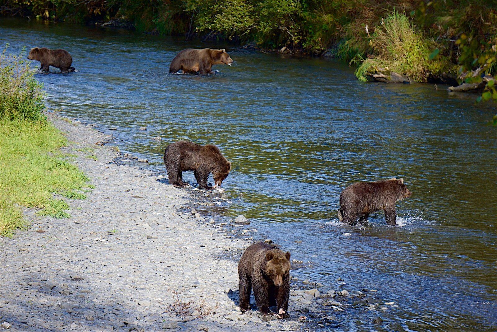 The working end of a guided day, photographed by Saltery Lake Lodge in AK