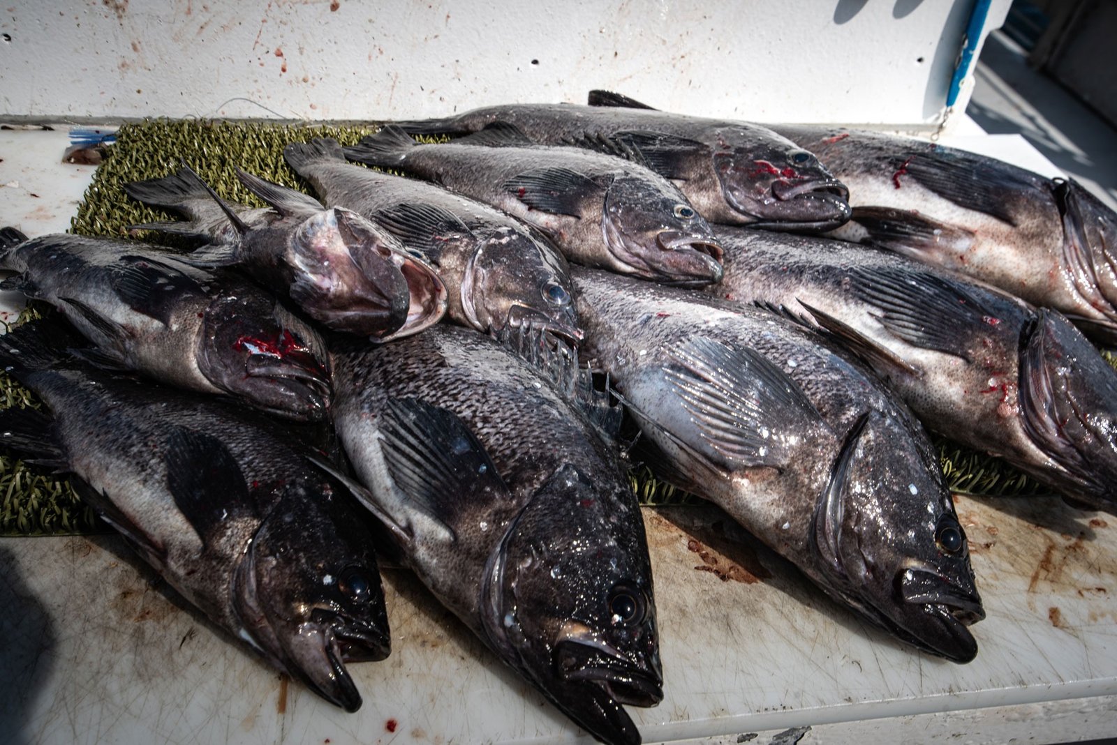 Seward Fishing Club on the water in Alaska