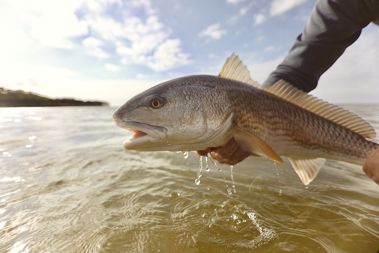 Shallow Water Fly Fishing on the water in Florida
