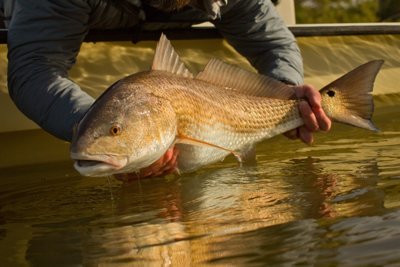 A guide handling the work of a booked trip, photographed by Shallow Water Fly Fishing in FL
