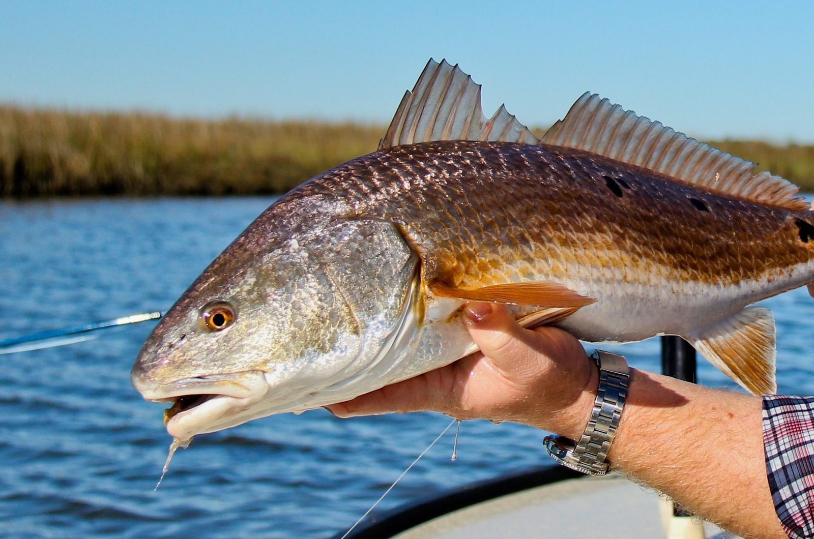 Part of a working day for a guide operation, photographed by Shallow Water Fly Fishing in FL