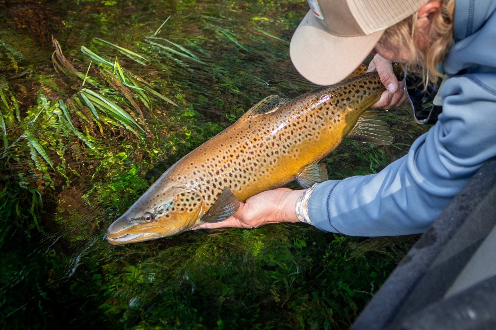 A guide working with a client on the water, photographed by South Holston Angler in TN