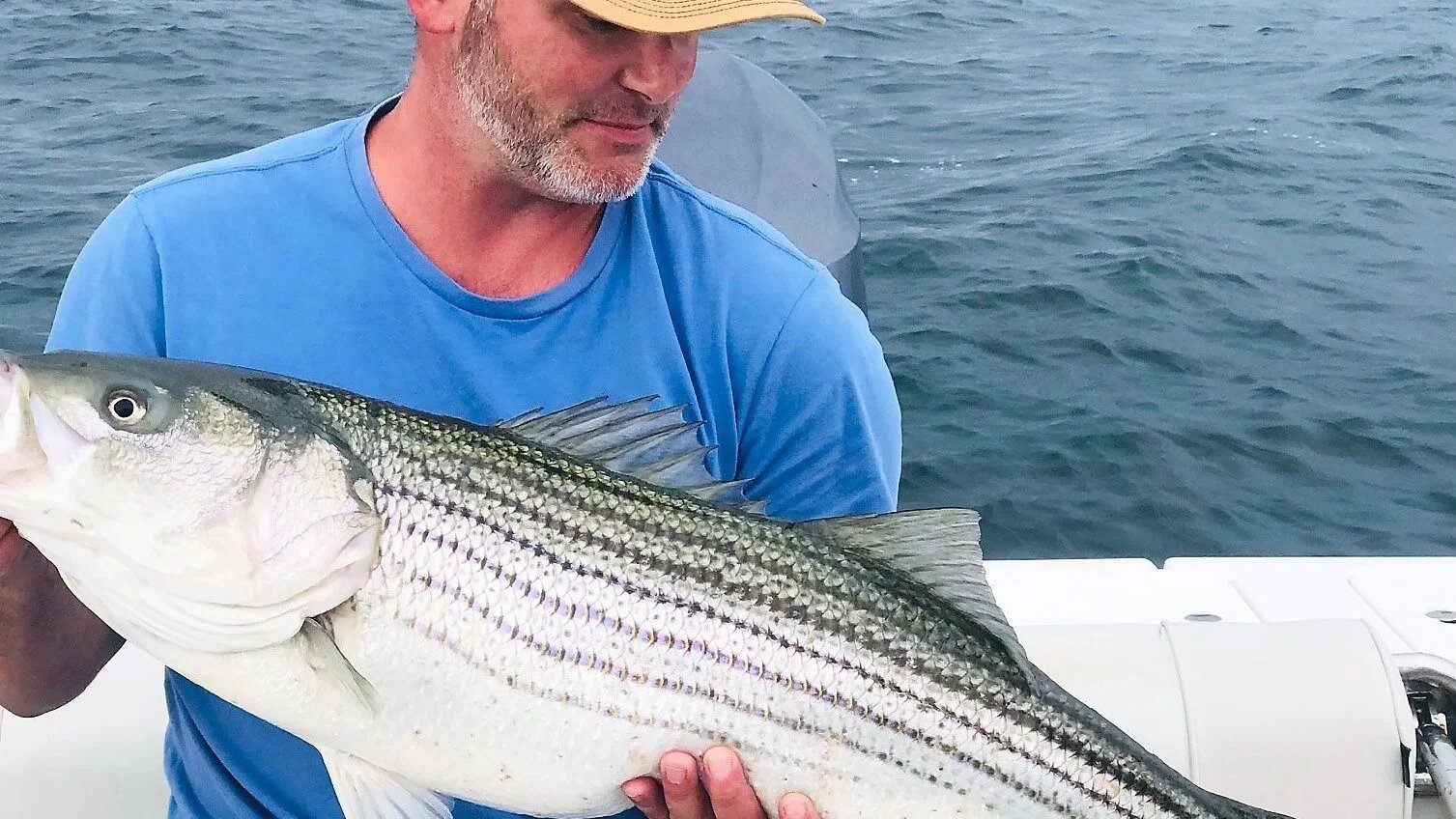 A guide at work during a trip, photographed by St. Pete Sport Fishing in MA