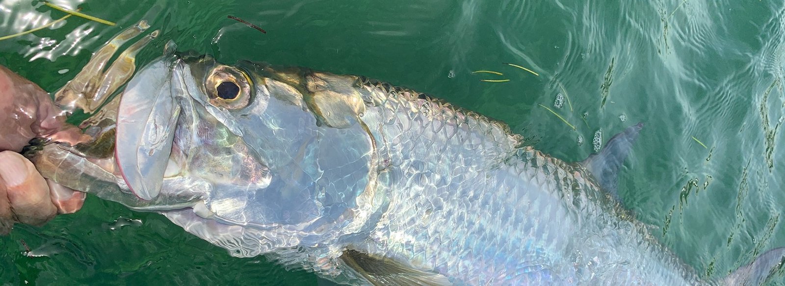 An on-the-water scene from a working guide operation, photographed by Sting Rea Charters in FL