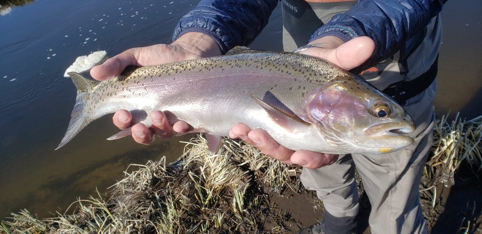 A guide at work during a trip, photographed by STM Fly Shop & Guide Service in CA