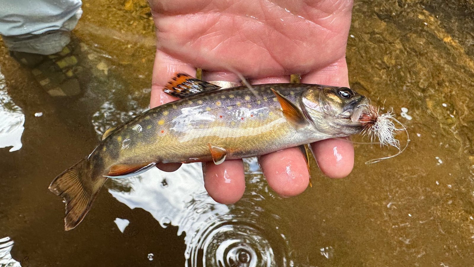The working end of a guided day, photographed by Stream and Brook Fly Fishing in VT