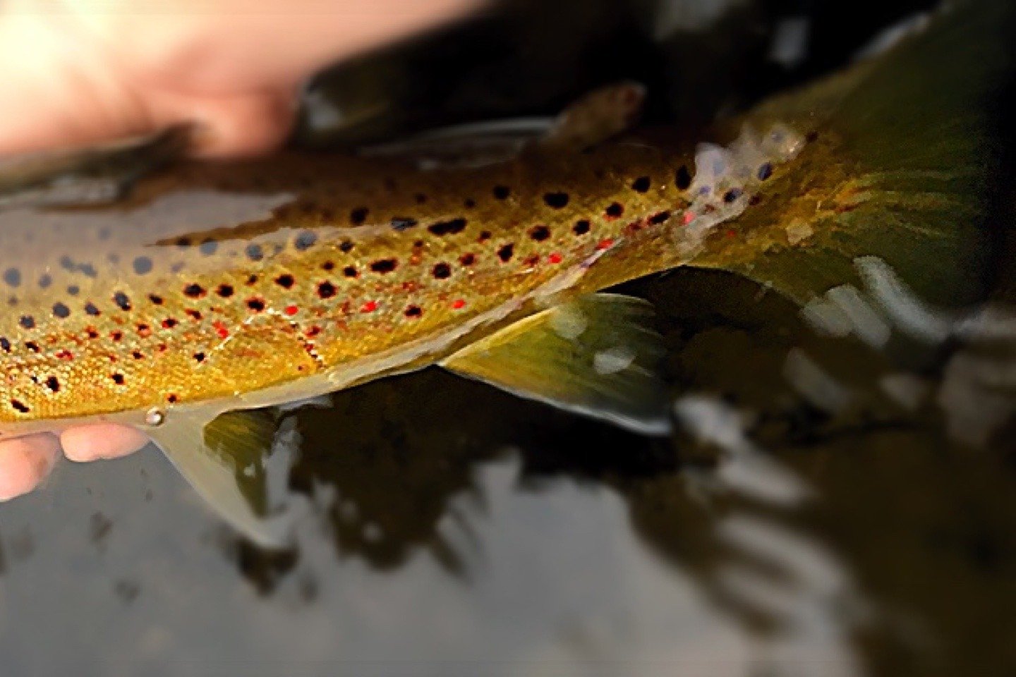 A guide working with a client on the water, photographed by Tall Timber Lodge in NH