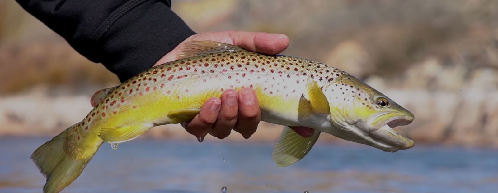 A guide working with a client on the water, photographed by Taos Fly Shop in NM