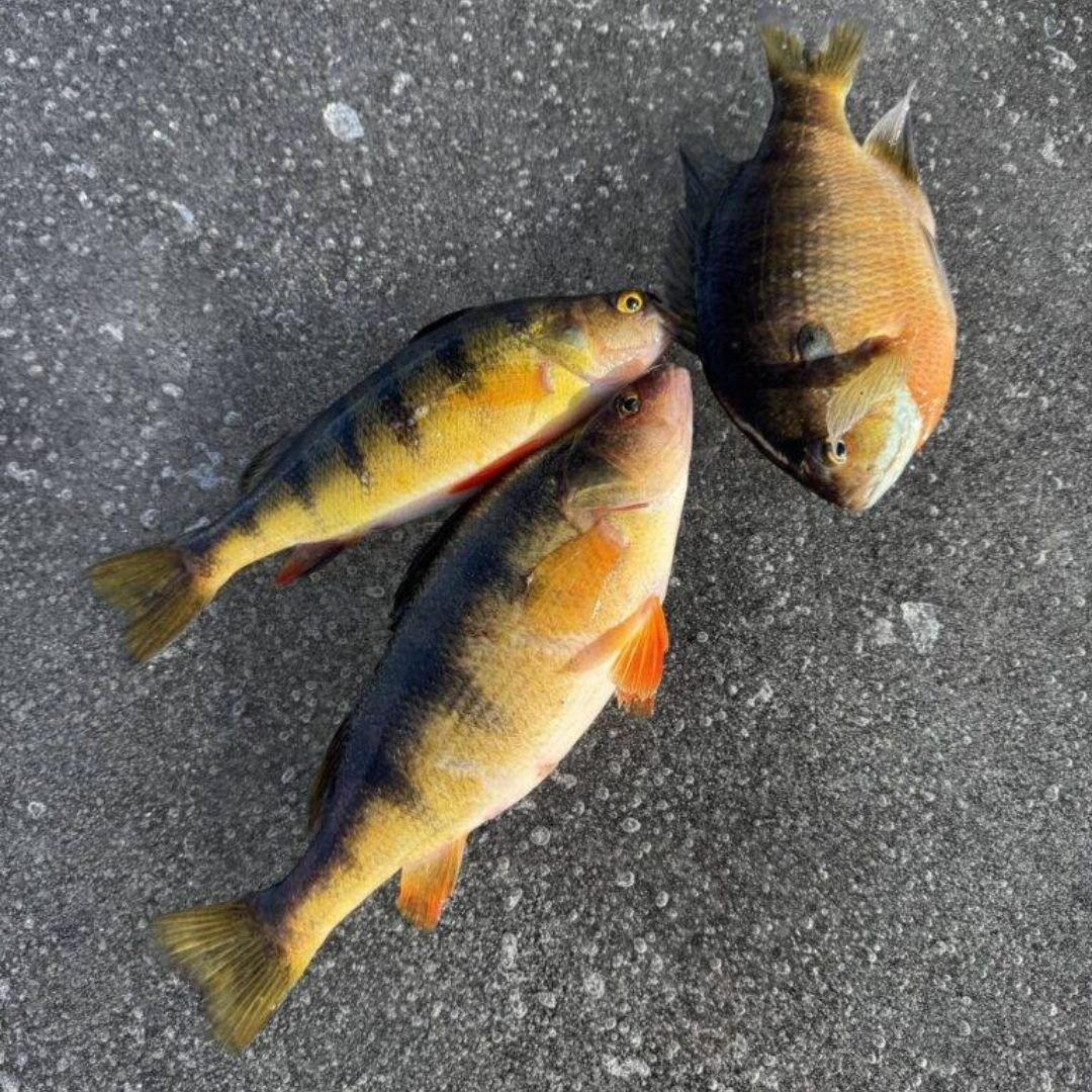 On the Upper Wisconsin River, photographed by Teacher Todd Guide Service