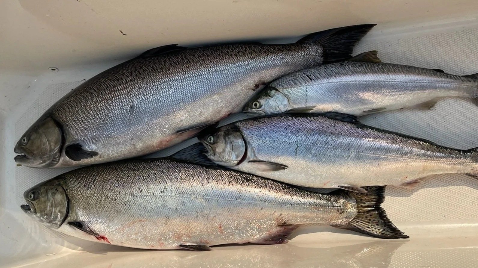 A guide at work during a trip, photographed by Tengu Charters in WA