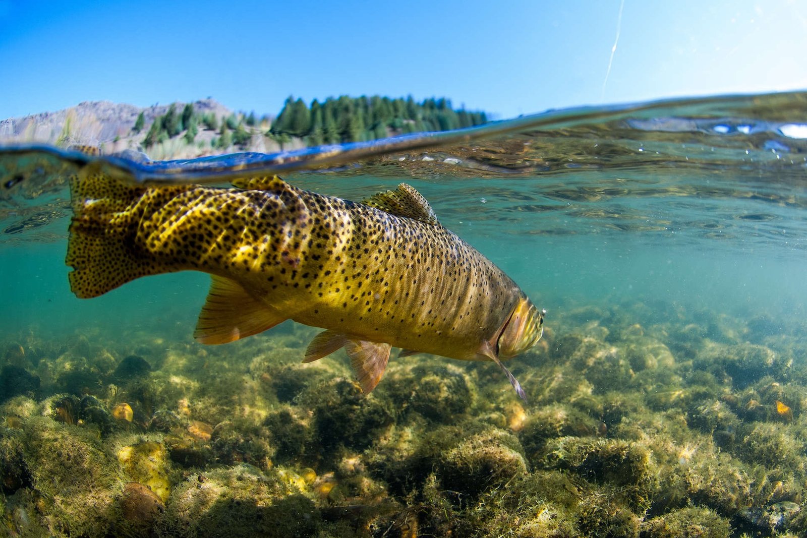 A brown trout seen half above and half below the waterline