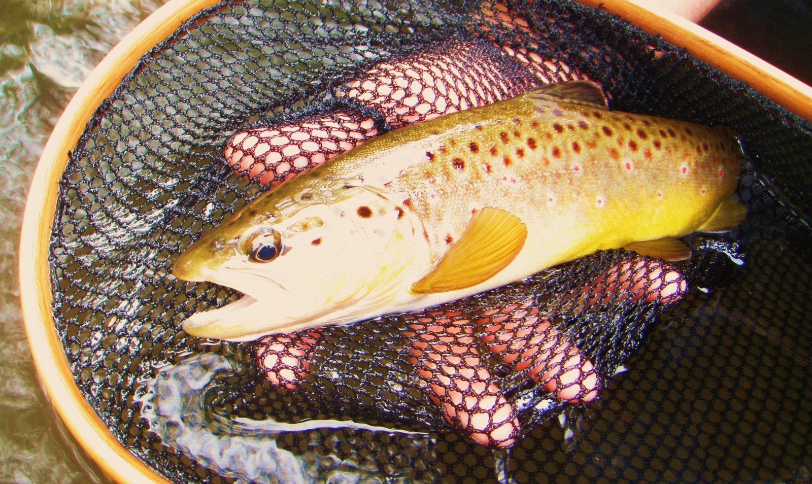 Tie 1 On Fly Fishing Guide Service LLC on the water in Wisconsin