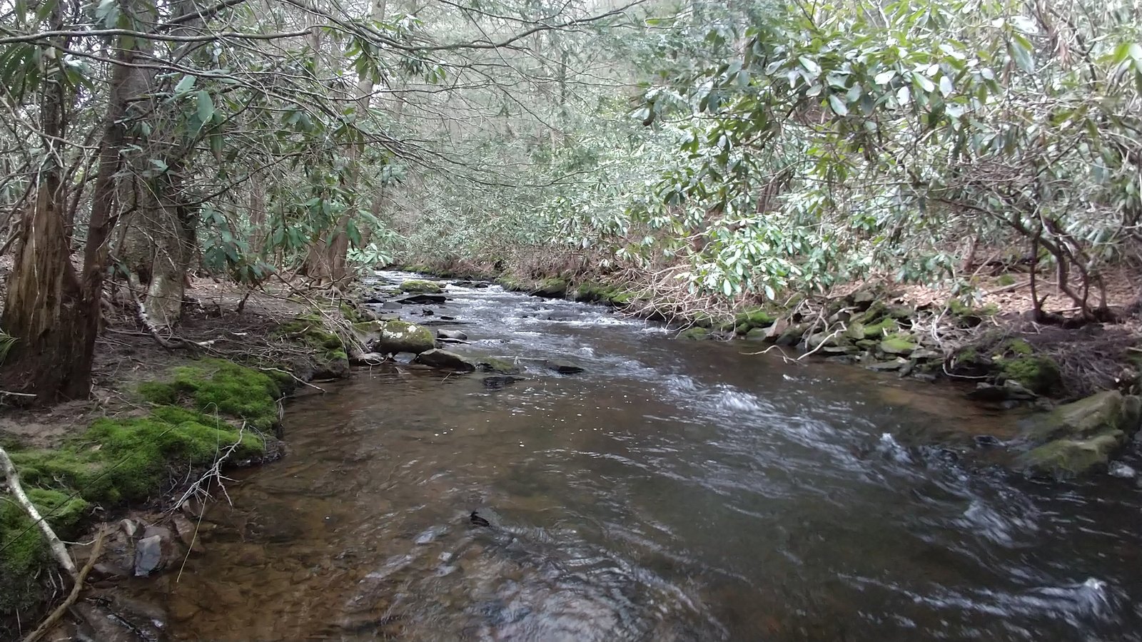 On the Valley Creek, photographed by Trout Haven