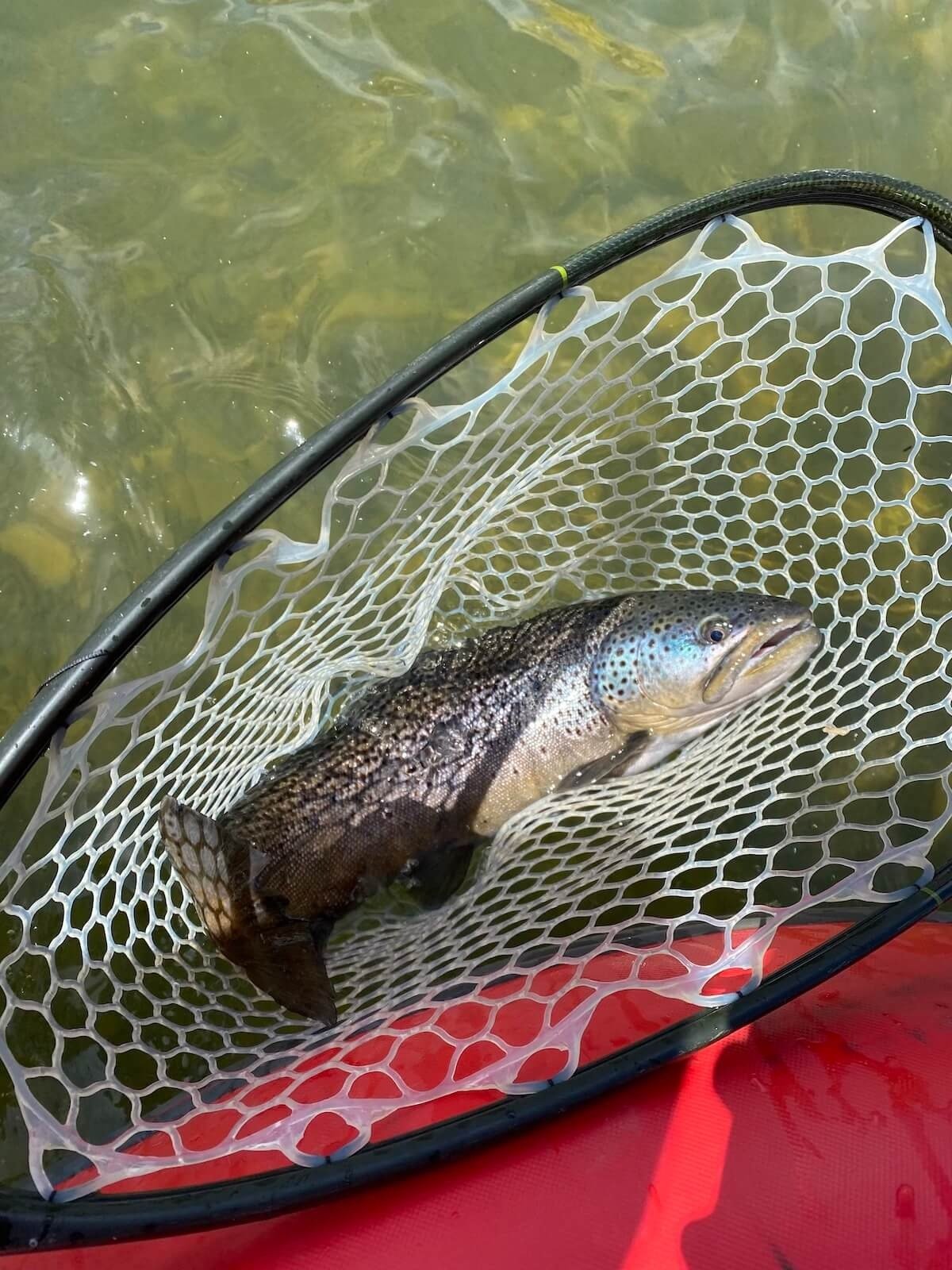T's Private Fly Fishing on the water in New Mexico