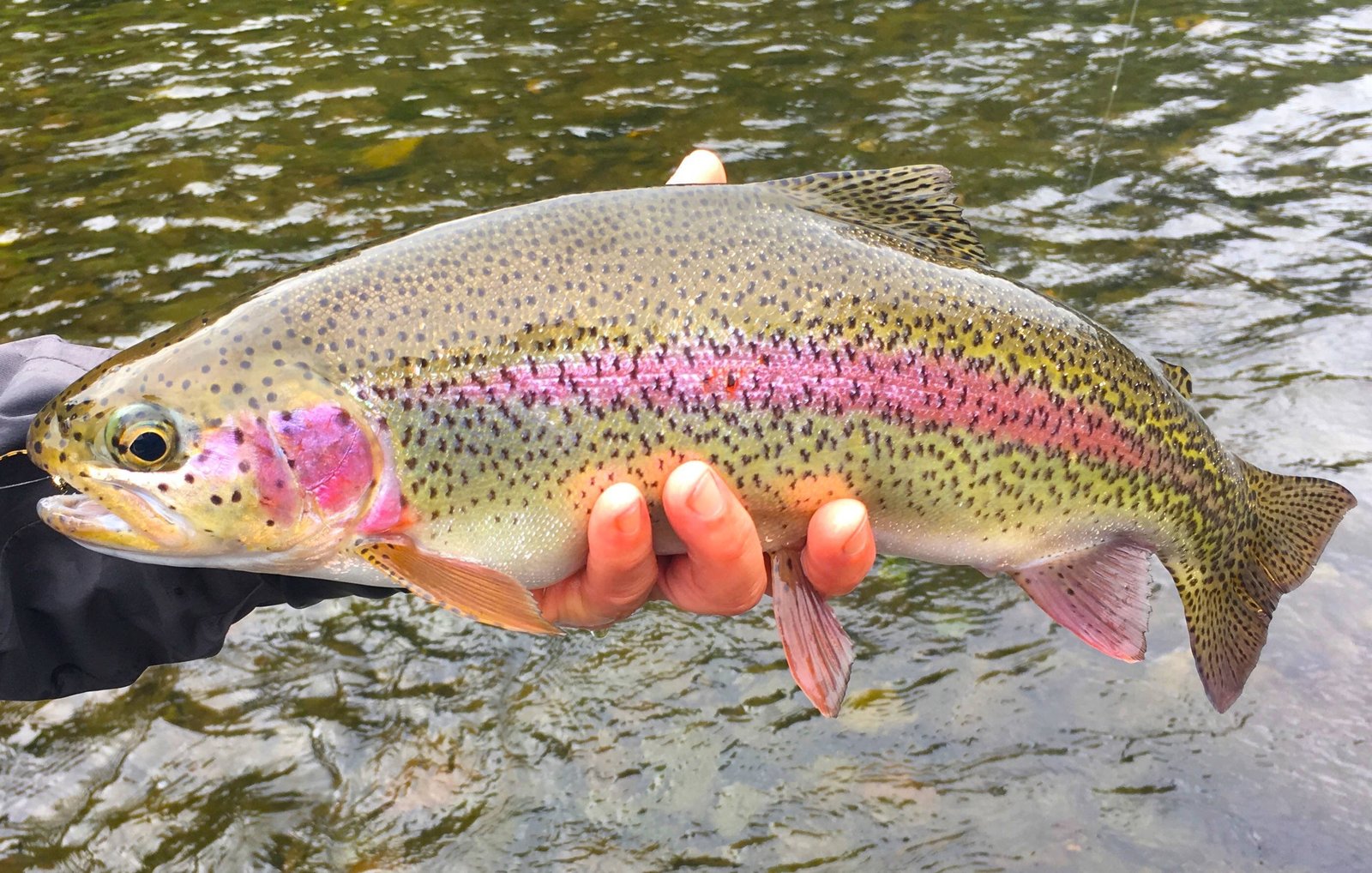 The working end of a guided day, photographed by Two Dudes Fly Fishing in OR