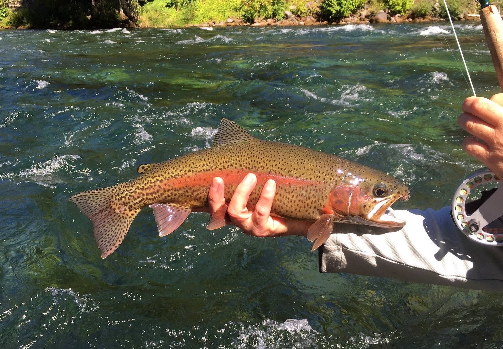 A guide working with a client on the water, photographed by Two Dudes Fly Fishing in OR