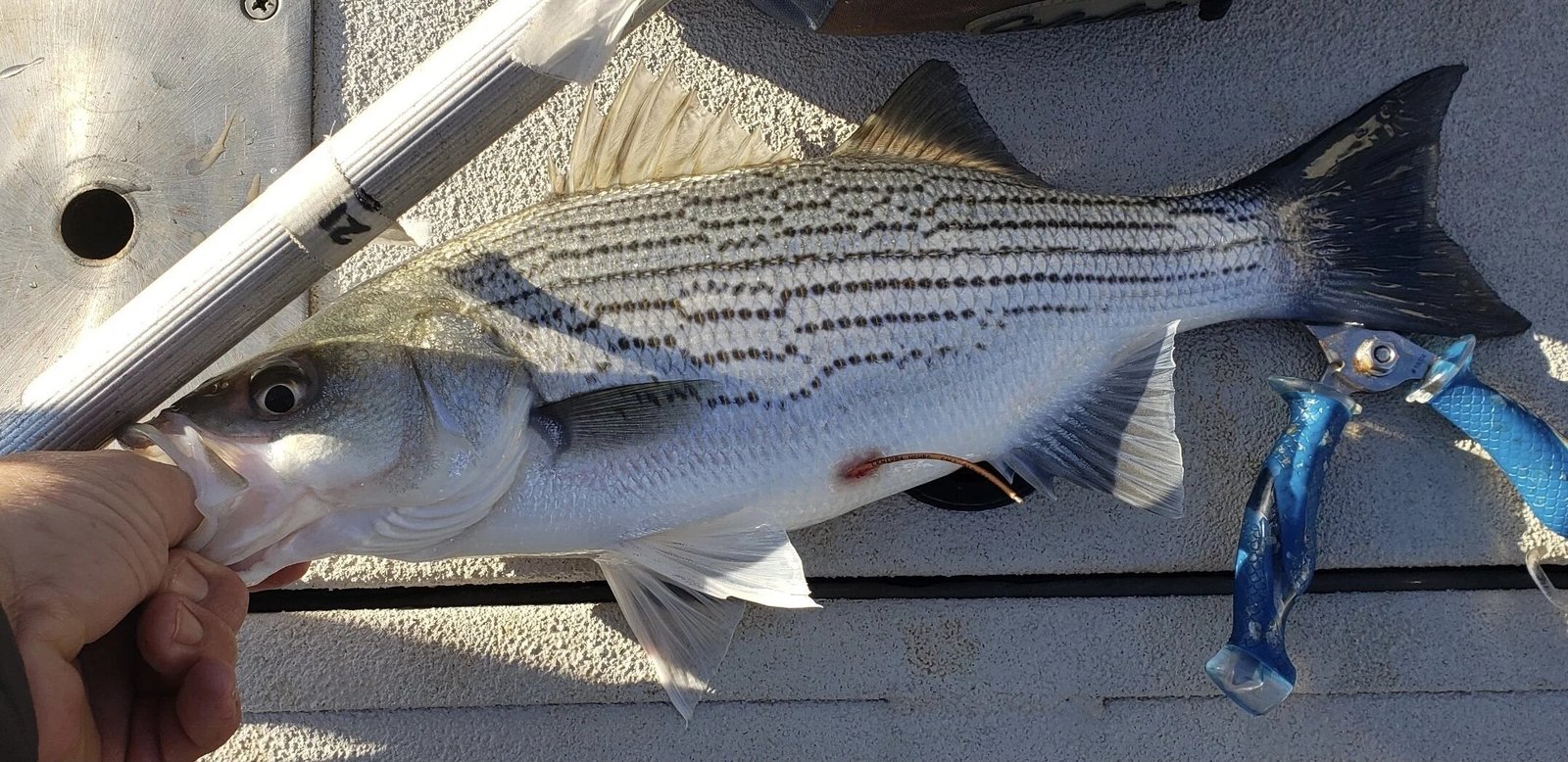 Two Fisted Fishing Adventures on the water in North Carolina