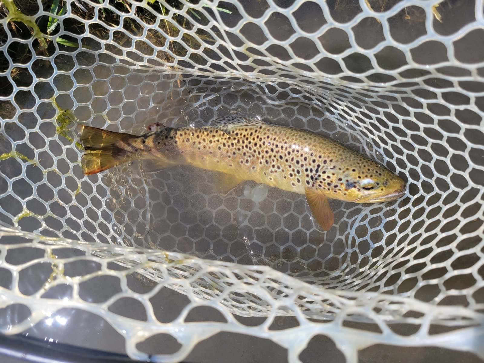 On the Rangeley Lakes, photographed by Western Mountains Fly Fishing