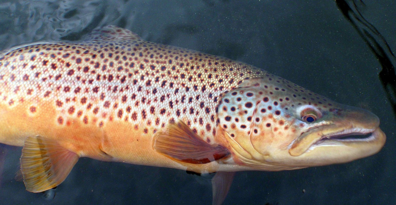 A guide at work during a trip, photographed by White River Fishing Guides in AR