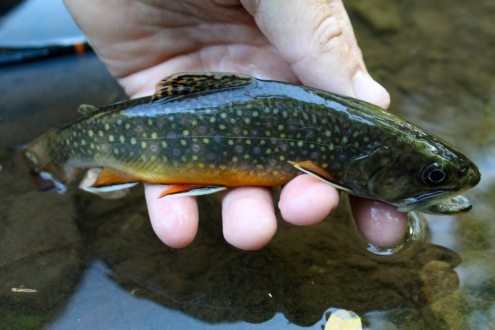 Wildwood Outfitters on the water in Pennsylvania